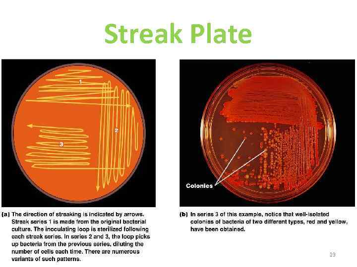 Streak Plate 23 Figure 6. 10 a–b 