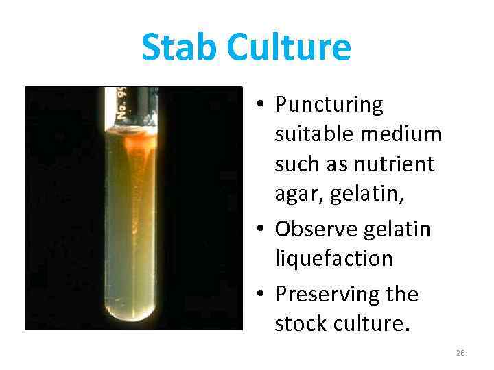 Stab Culture • Puncturing suitable medium such as nutrient agar, gelatin, • Observe gelatin