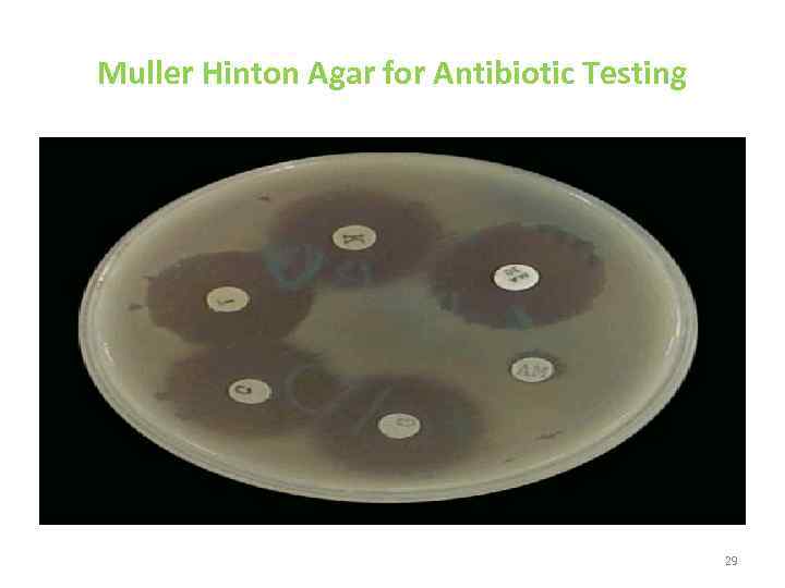Muller Hinton Agar for Antibiotic Testing 29 