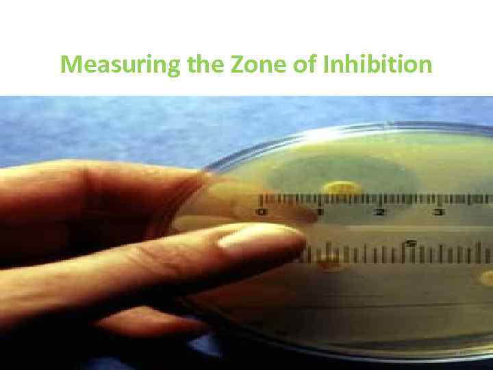 Measuring the Zone of Inhibition 30 