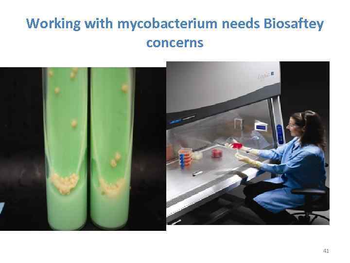 Working with mycobacterium needs Biosaftey concerns 41 