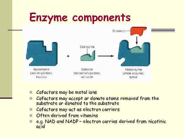 Enzyme components n Cofactors may be metal ions n Cofactors may accept or donate