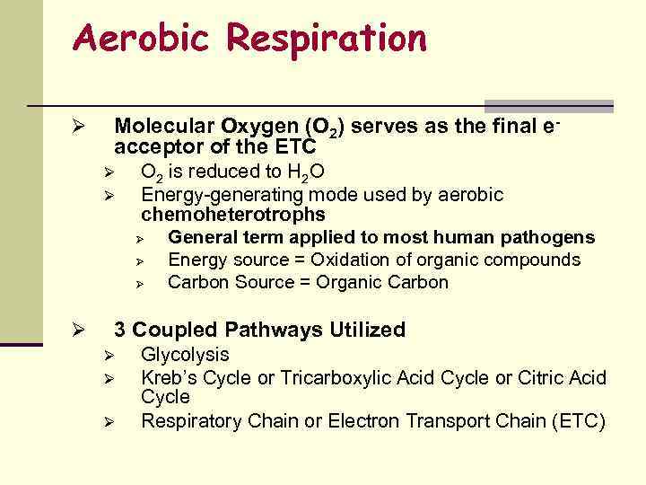 Aerobic Respiration Ø Molecular Oxygen (O 2) serves as the final eacceptor of the