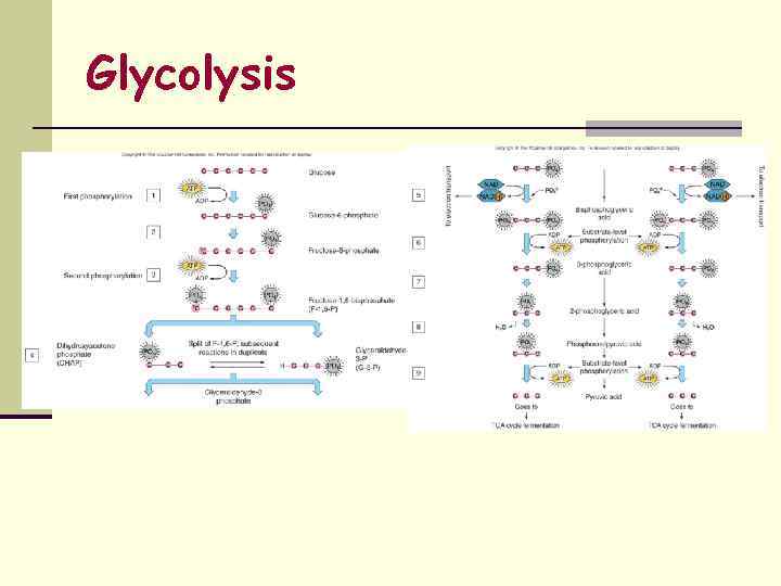 Glycolysis 