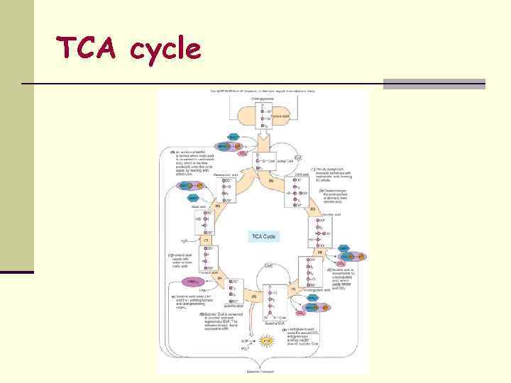 TCA cycle 