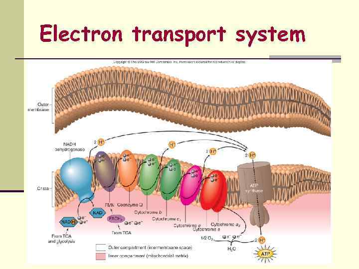 Electron transport system 