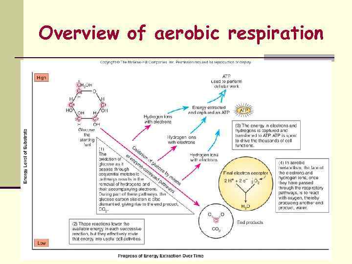 Overview of aerobic respiration 