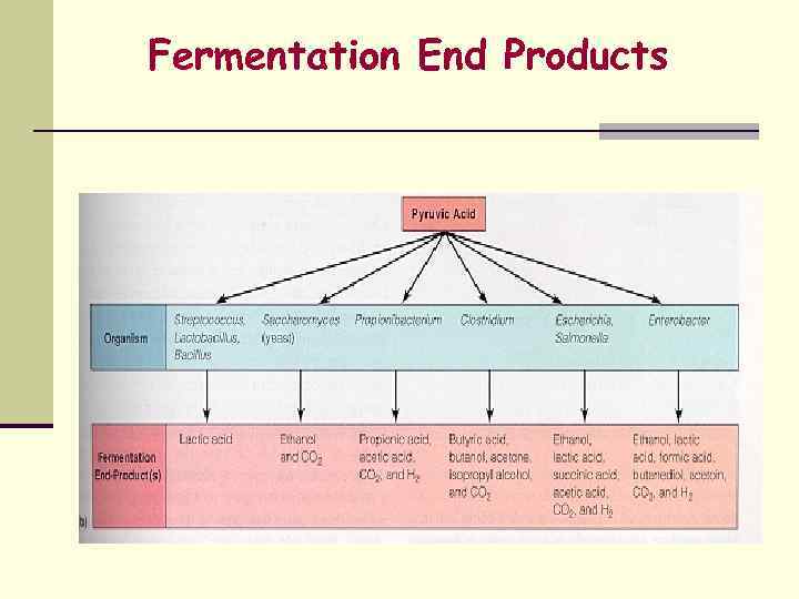  Fermentation End Products 