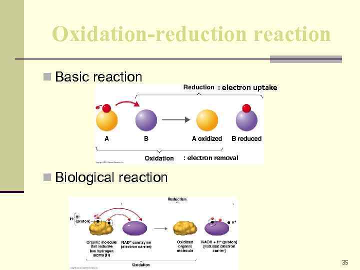 Oxidation-reduction reaction n Basic reaction : electron uptake : electron removal n Biological reaction