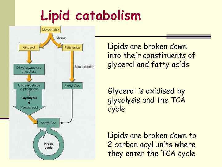 Lipid catabolism Lipids are broken down into their constituents of glycerol and fatty acids