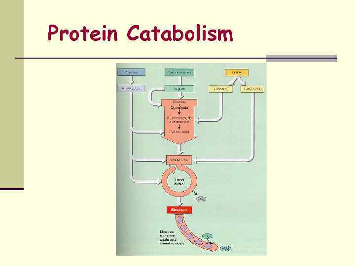 Protein Catabolism 