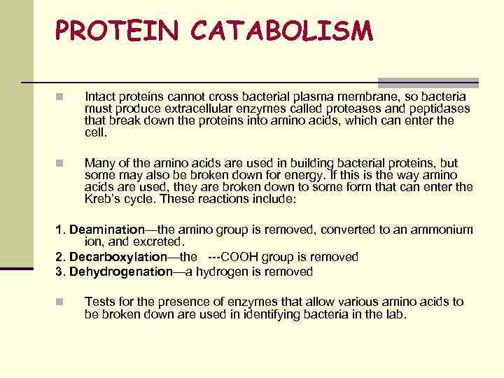 PROTEIN CATABOLISM n Intact proteins cannot cross bacterial plasma membrane, so bacteria must produce