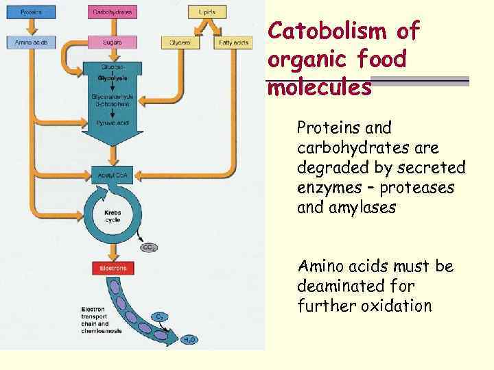 Catobolism of organic food molecules Proteins and carbohydrates are degraded by secreted enzymes –