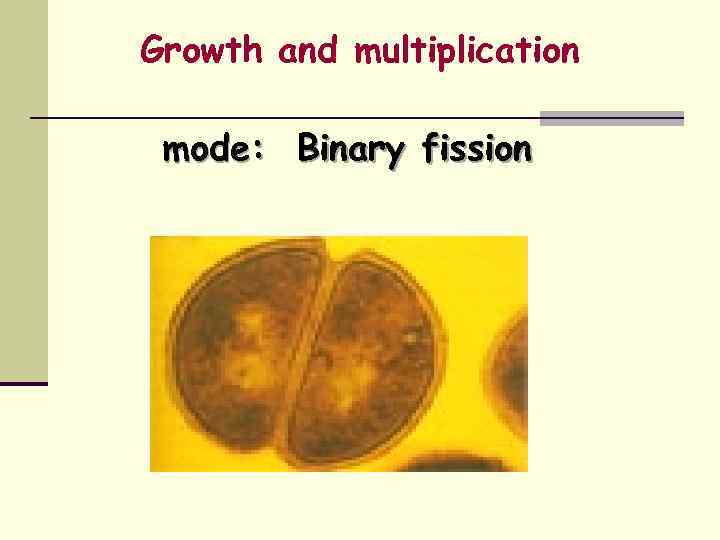 law of growth by binnary fission example