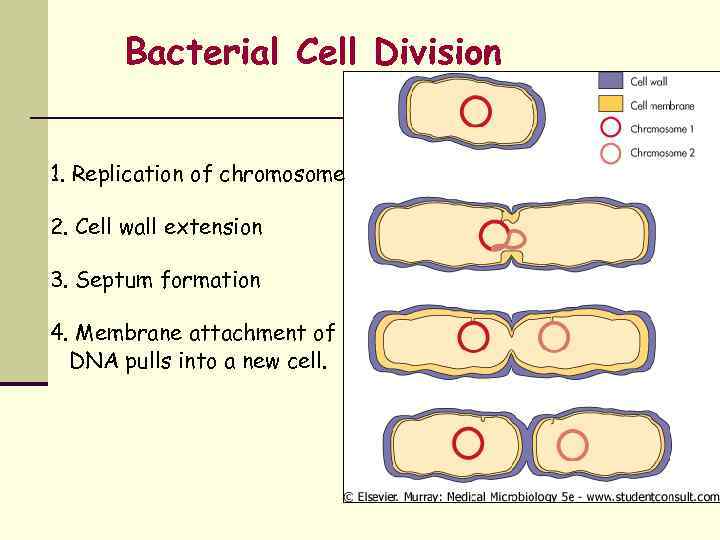 Bacterial Cell Division 1. Replication of chromosome 2. Cell wall extension 3. Septum formation