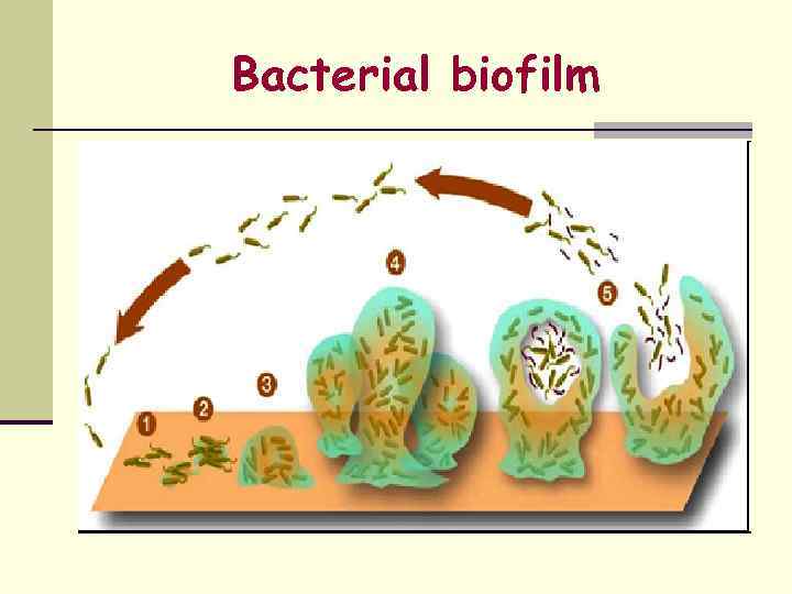 Bacterial biofilm 