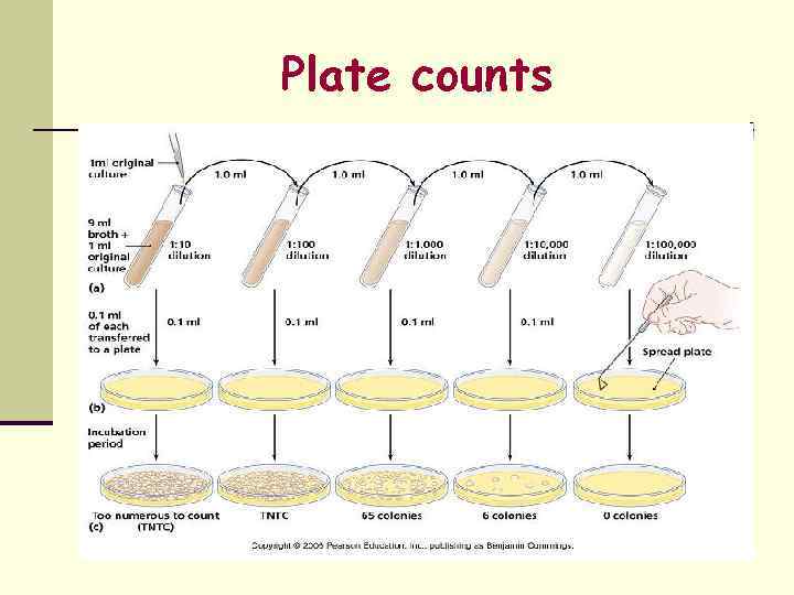 Plate counts 