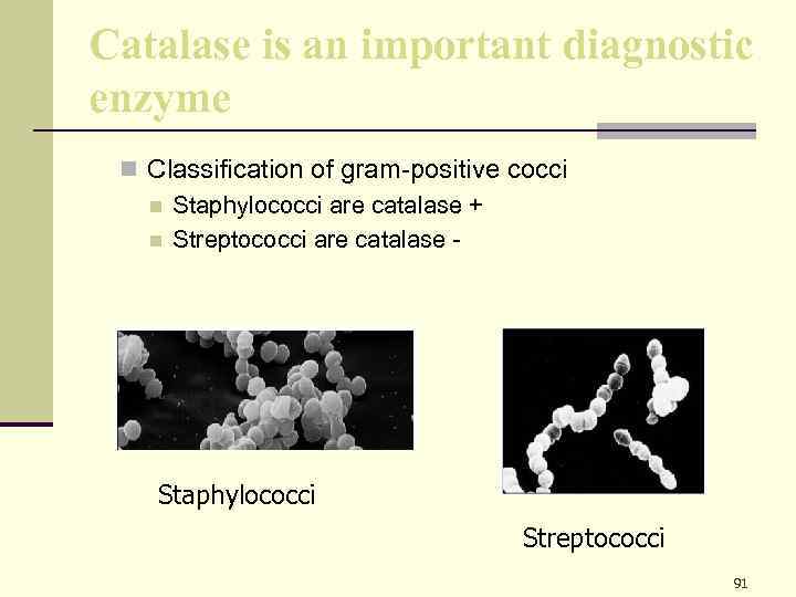 Catalase is an important diagnostic enzyme n Classification of gram-positive cocci n Staphylococci are