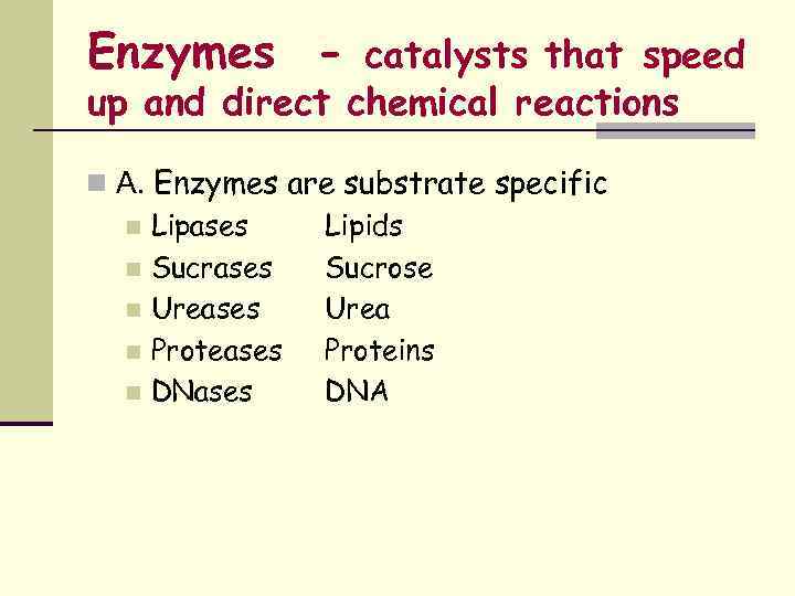 Enzymes - catalysts that speed up and direct chemical reactions n A. Enzymes are