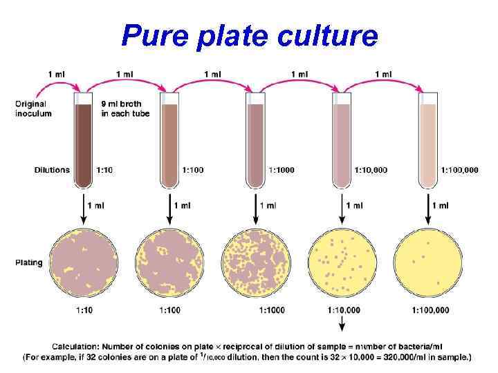 Pure plate culture 