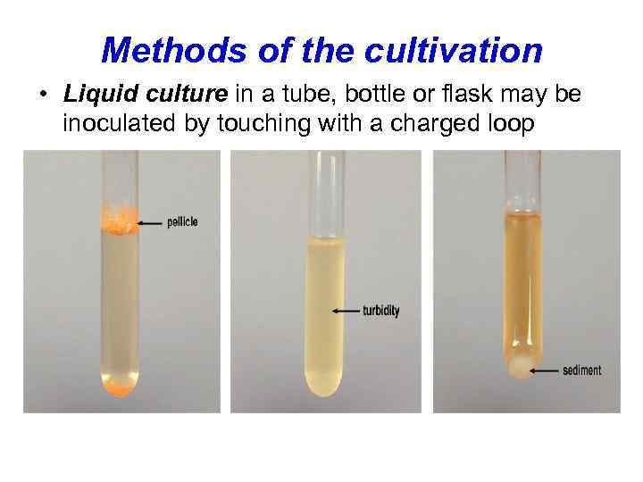 Methods of the cultivation • Liquid culture in a tube, bottle or flask may