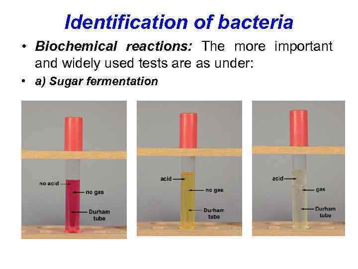 Identification of bacteria • Biochemical reactions: The more important and widely used tests are