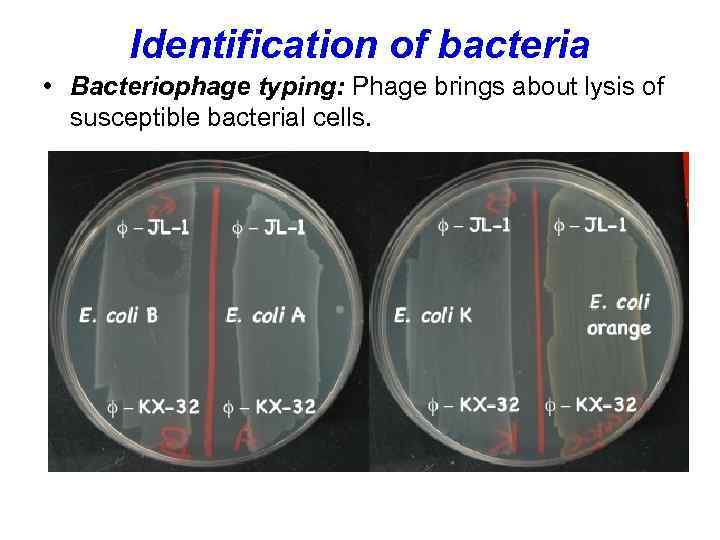 Identification of bacteria • Bacteriophage typing: Phage brings about lysis of susceptible bacterial cells.