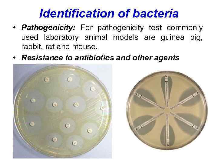 Identification of bacteria • Pathogenicity: For pathogenicity test commonly used laboratory animal models are