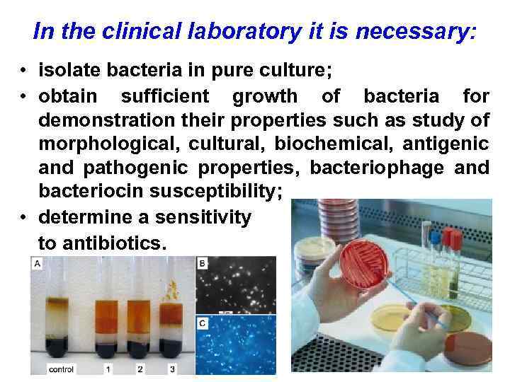 In the clinical laboratory it is necessary: • isolate bacteria in pure culture; •