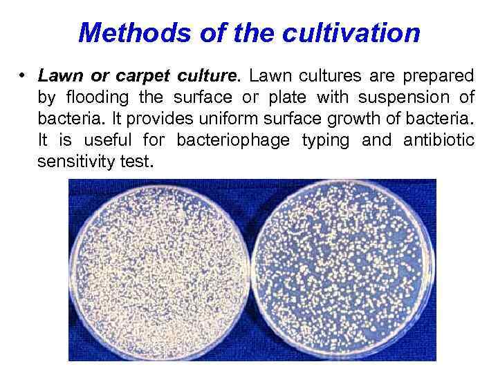 Methods of the cultivation • Lawn or carpet culture. Lawn cultures are prepared by