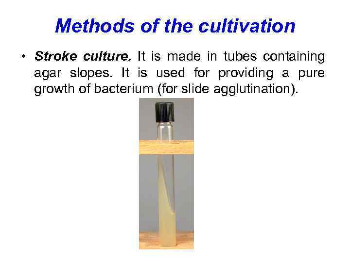 Methods of the cultivation • Stroke culture. It is made in tubes containing agar