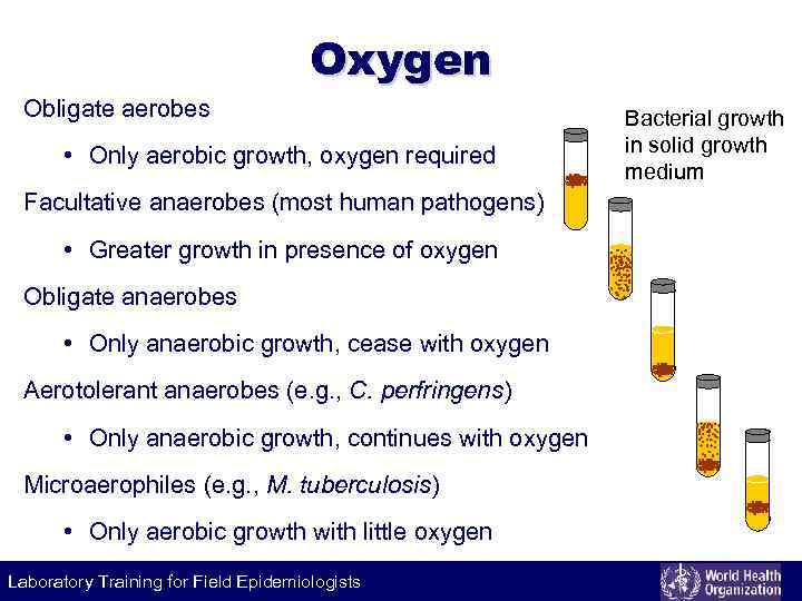 Oxygen Obligate aerobes • Only aerobic growth, oxygen required Facultative anaerobes (most human pathogens)