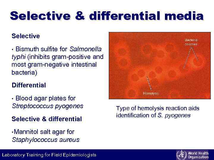 Selective & differential media Selective Bismuth sulfite for Salmonella typhi (inhibits gram-positive and most