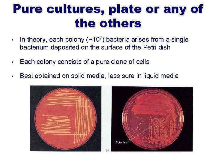 Pure cultures, plate or any of the others • In theory, each colony (~107)