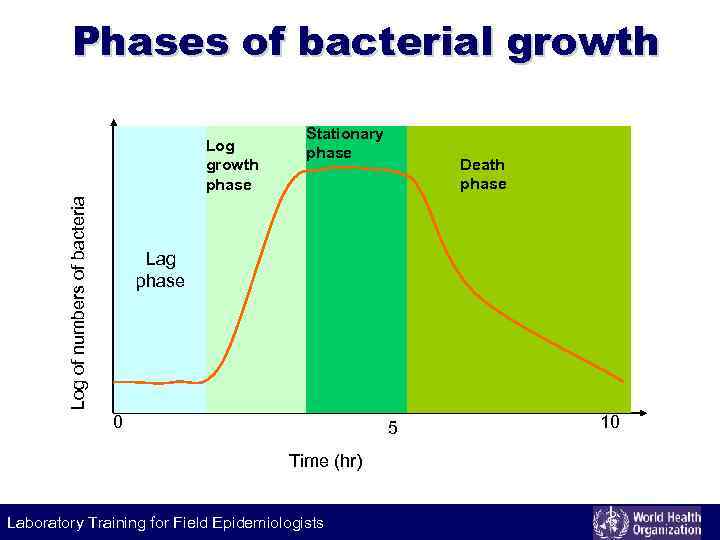 Phases of bacterial growth Log of numbers of bacteria Log growth phase Stationary phase