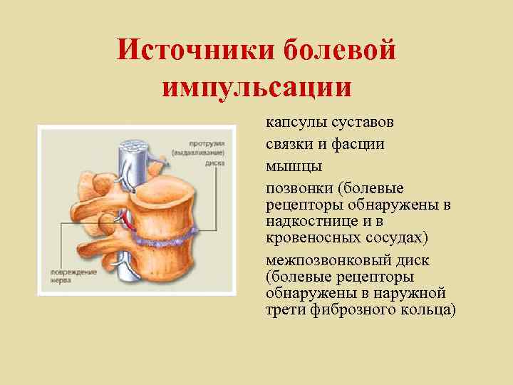 Источники болевой импульсации капсулы суставов связки и фасции мышцы позвонки (болевые рецепторы обнаружены в