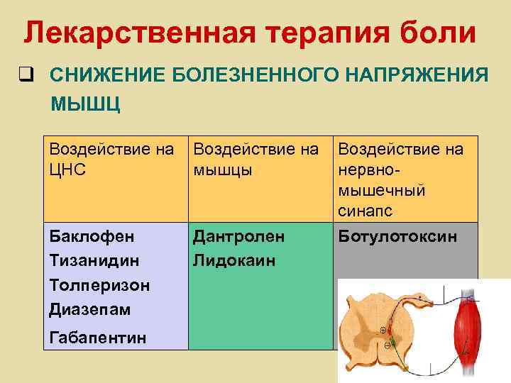 Лекарственная терапия боли q СНИЖЕНИЕ БОЛЕЗНЕННОГО НАПРЯЖЕНИЯ МЫШЦ Воздействие на ЦНС мышцы нервномышечный синапс