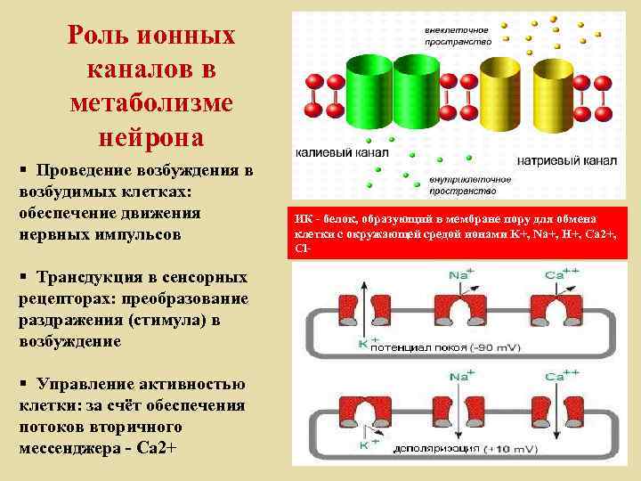 Роль ионных каналов в метаболизме нейрона § Проведение возбуждения в возбудимых клетках: обеспечение движения