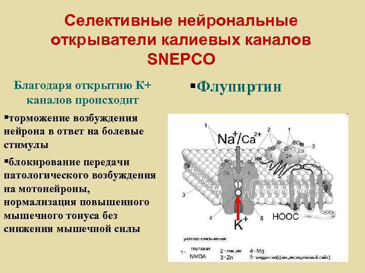 Селективные нейрональные открыватели калиевых каналов SNEPCO Благодаря открытию К+ каналов происходит §торможение возбуждения нейрона