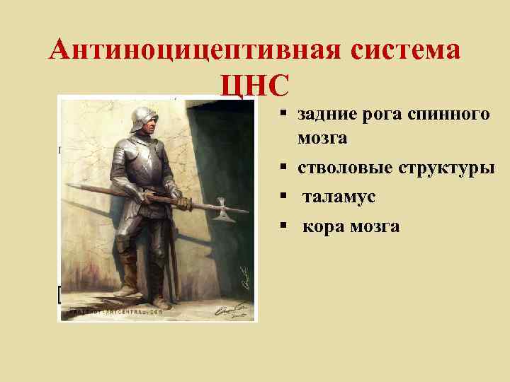Антиноцицептивная система ЦНС § задние рога спинного мозга § стволовые структуры § таламус §