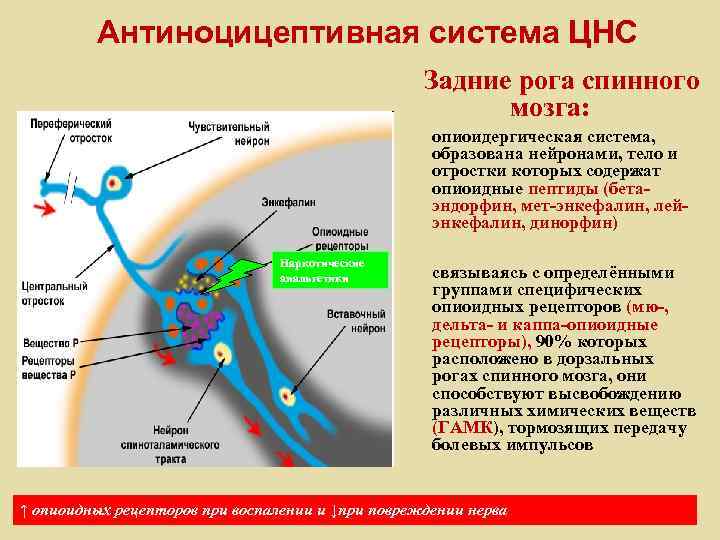 Антиноцицептивная система ЦНС Задние рога спинного мозга: опиоидергическая система, образована нейронами, тело и отростки