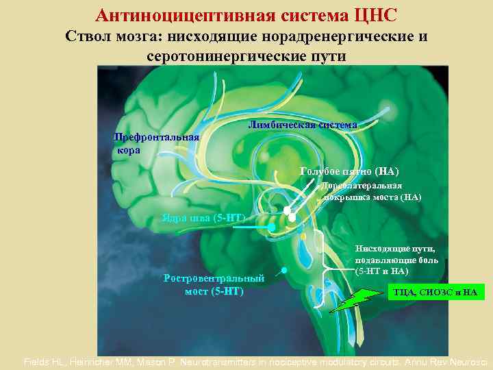 Антиноцицептивная система ЦНС Ствол мозга: нисходящие норадренергические и серотонинергические пути Лимбическая система Префронтальная кора