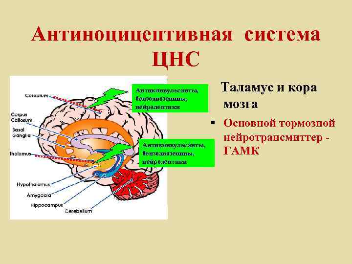 Антиноцицептивная система ЦНС Антиконвульсанты, бензодиазепины, нейролептики Таламус и кора мозга § Основной тормозной нейротрансмиттер