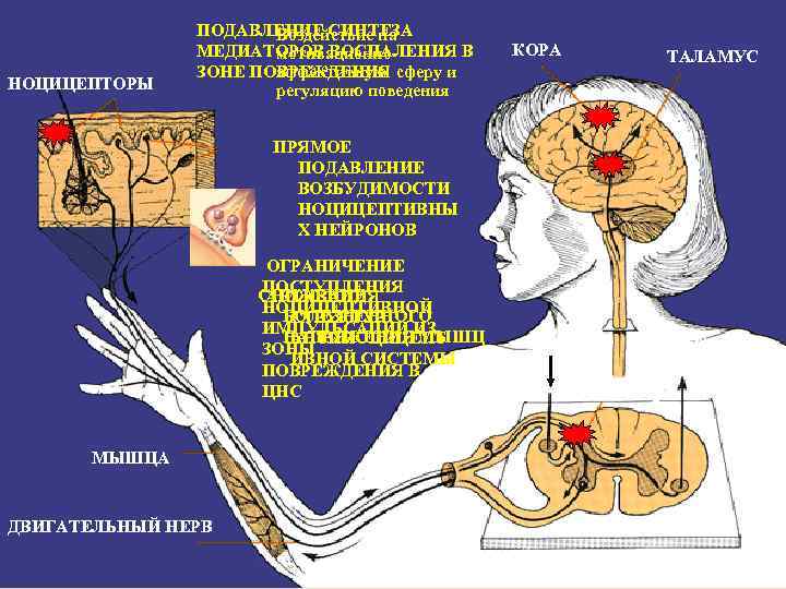 НОЦИЦЕПТОРЫ ПОДАВЛЕНИЕ СИНТЕЗА Воздействие на МЕДИАТОРОВ ВОСПАЛЕНИЯ В мотивационноаффективную ЗОНЕ ПОВРЕЖДЕНИЯ сферу и регуляцию