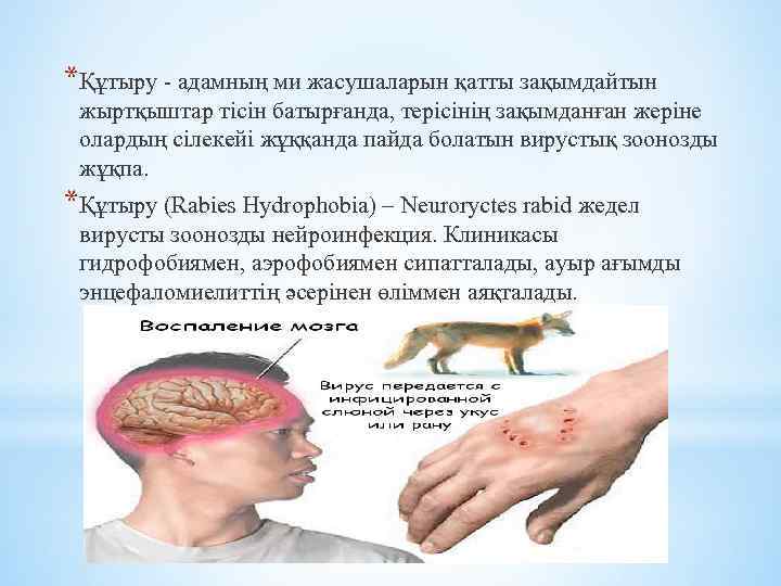 *Құтыру - адамның ми жасушаларын қатты зақымдайтын жыртқыштар тісін батырғанда, терісінің зақымданған жеріне олардың