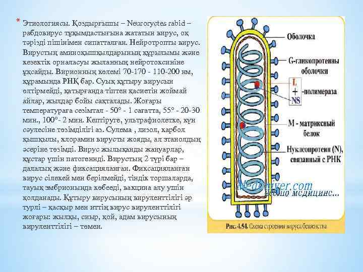 * Этиологиясы. Қоздырғышы – Neuroryctes rabid – рабдовирус тұқымдастығына жататын вирус, оқ тәрізді пішінімен