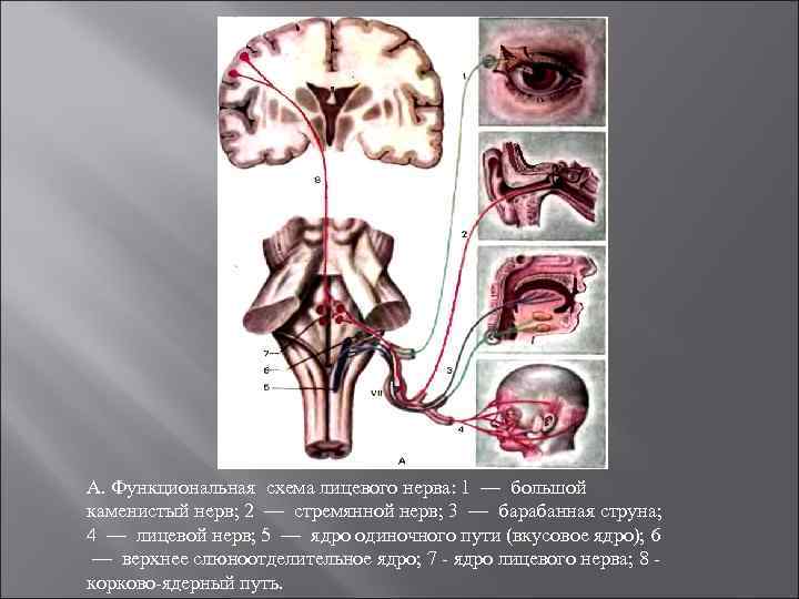 А. Функциональная схема лицевого нерва: 1 — большой каменистый нерв; 2 — стремянной нерв;