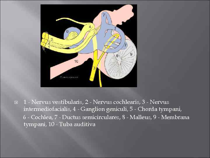 1 - Nervus vestibularis, 2 - Nervus cochlearis, 3 - Nervus intermediofacialis, 4 -