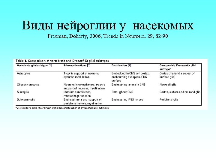 Виды нейроглии у насекомых Freeman, Doherty, 2006, Trends in Neurosci. 29, 82 -90 
