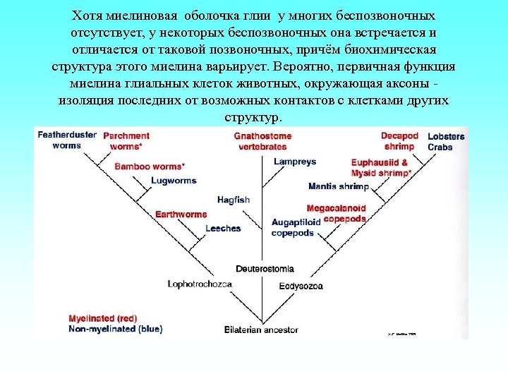 Хотя миелиновая оболочка глии у многих беспозвоночных отсутствует, у некоторых беспозвоночных она встречается и